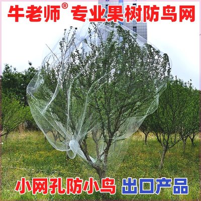果树防鸟网小的园大棚樱