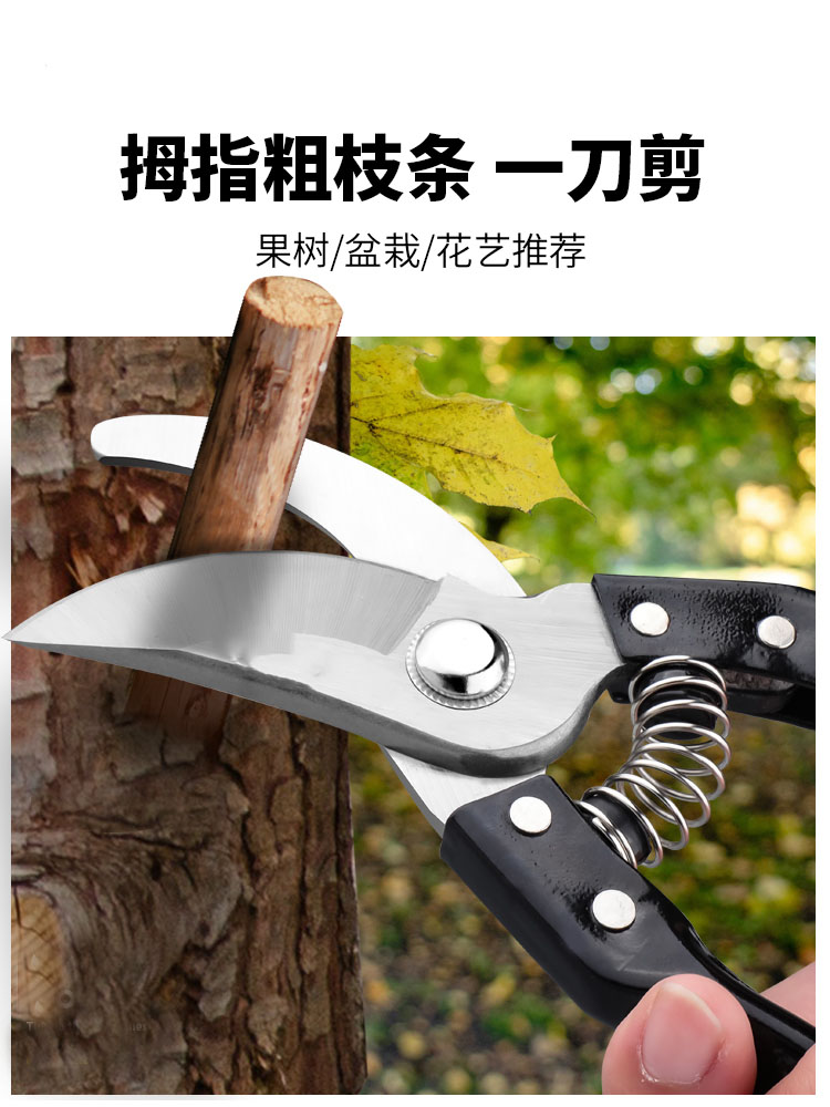 德国品质园林果树盆景造