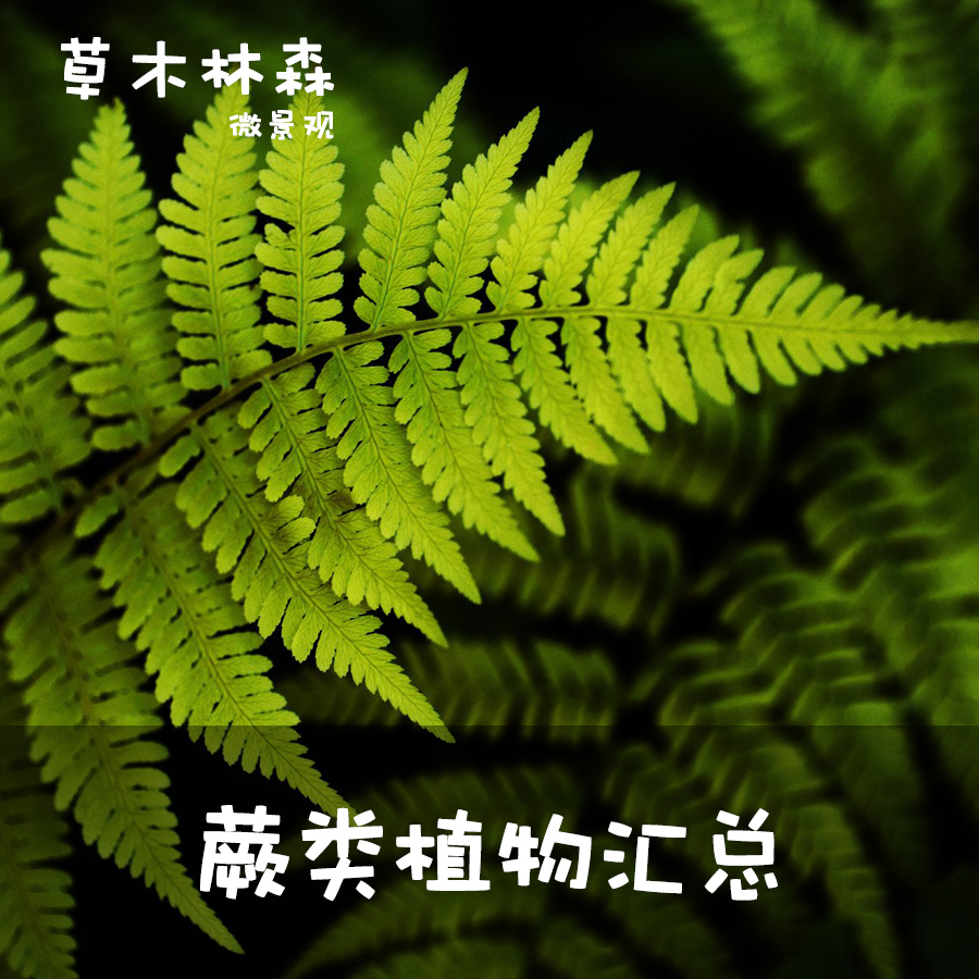 蕨类小植物苔藓微景观水