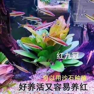 红九冠鱼缸造景懒人水草定植淡水植物水下阴性草装 饰大叶迷你九冠