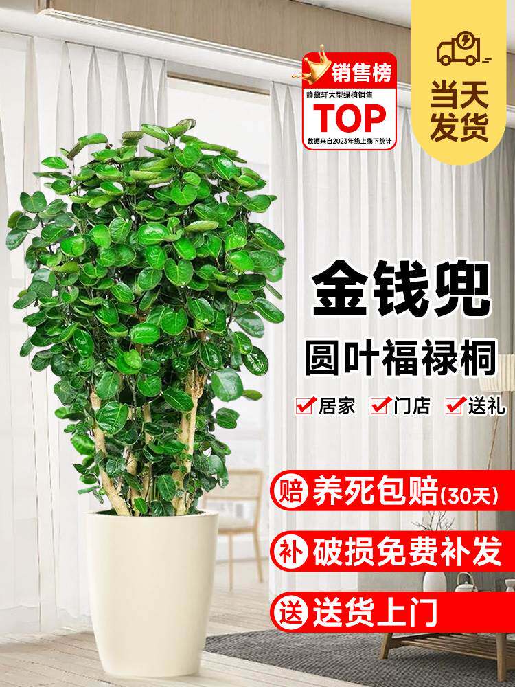 金钱兜发财树大型绿植客厅室内盆栽金钱树圆叶福禄桐落地植物真花