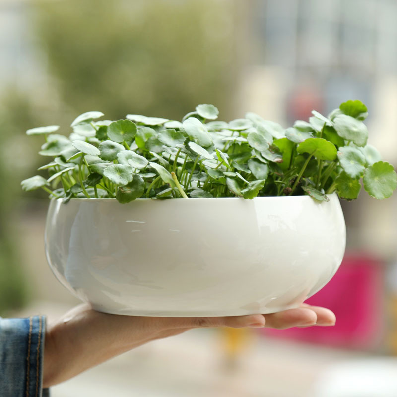 白色陶瓷水仙花盆无孔圆形大口径多肉拼盘水养铜钱草碗莲水培器皿