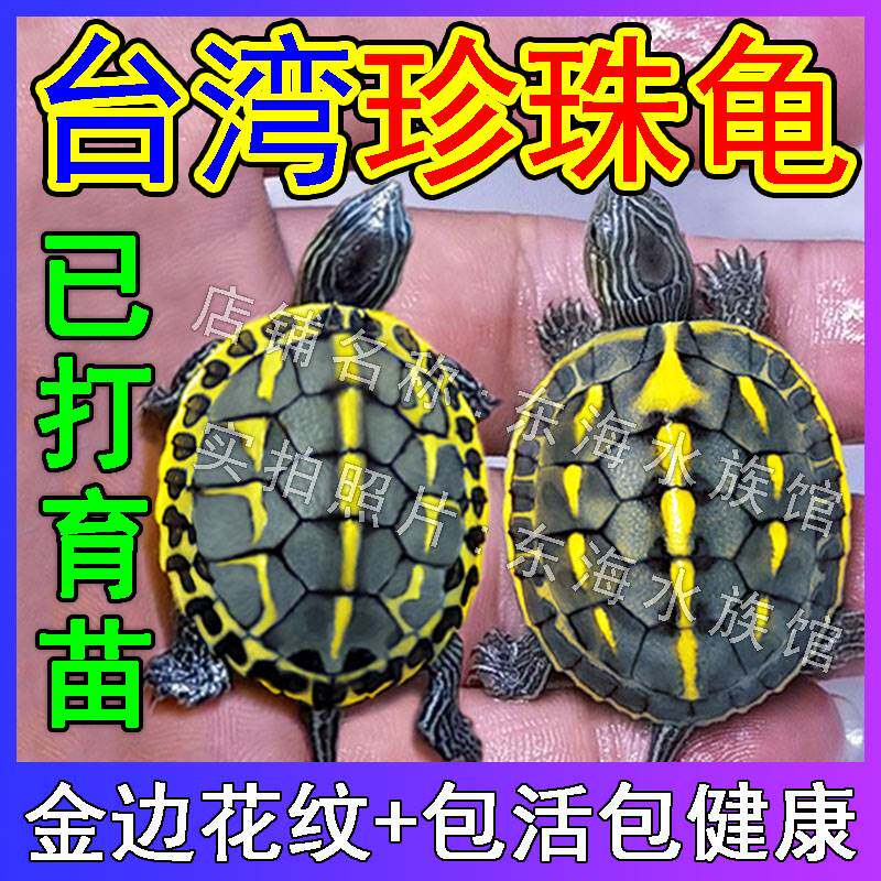 珍珠龟中华草龟巴西龟台湾金线龟长寿情侣龟墨龟小乌龟活物花龟苗