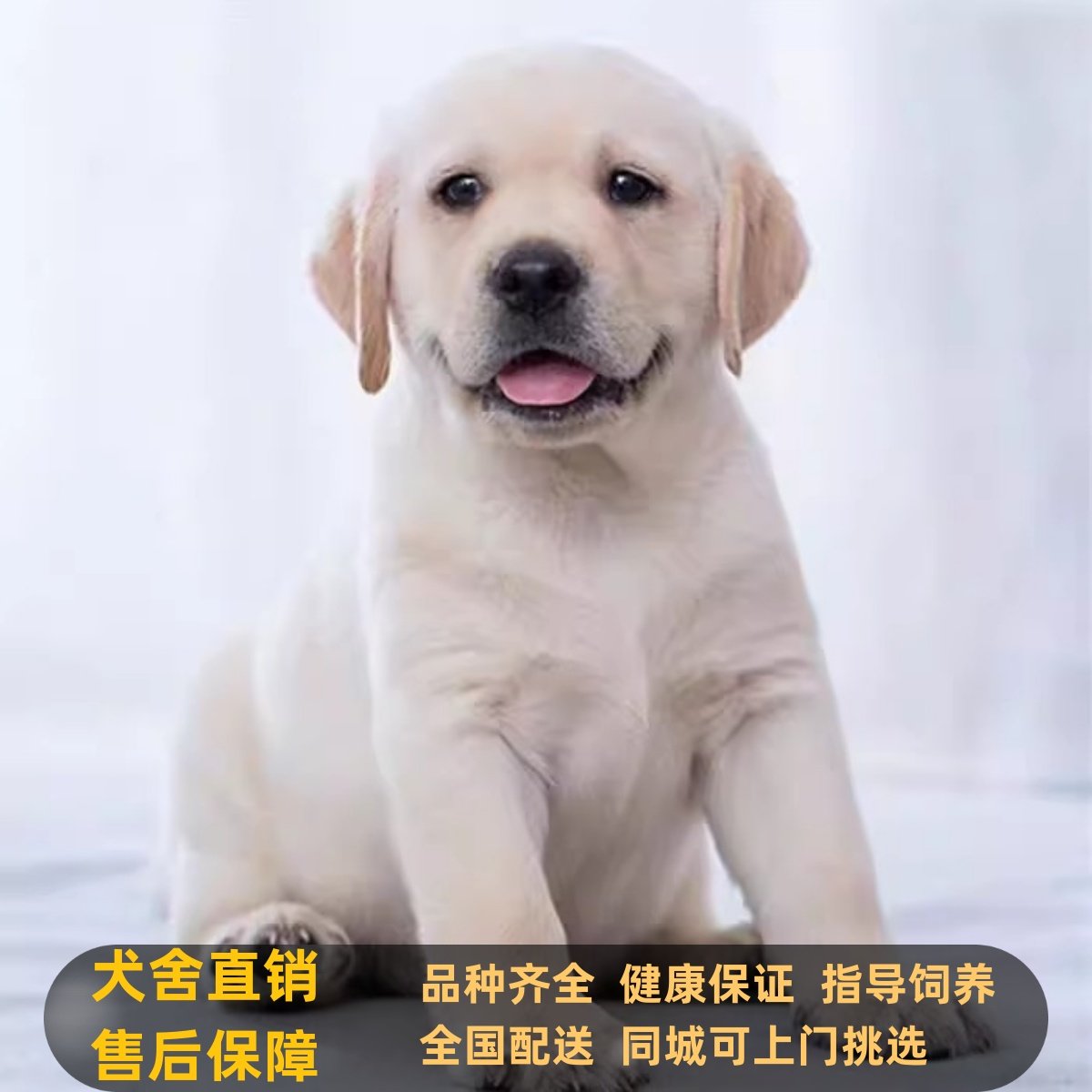 拉布拉多幼犬纯种导盲犬神犬小七狗活幼体奶白黑色拉布拉多犬活体