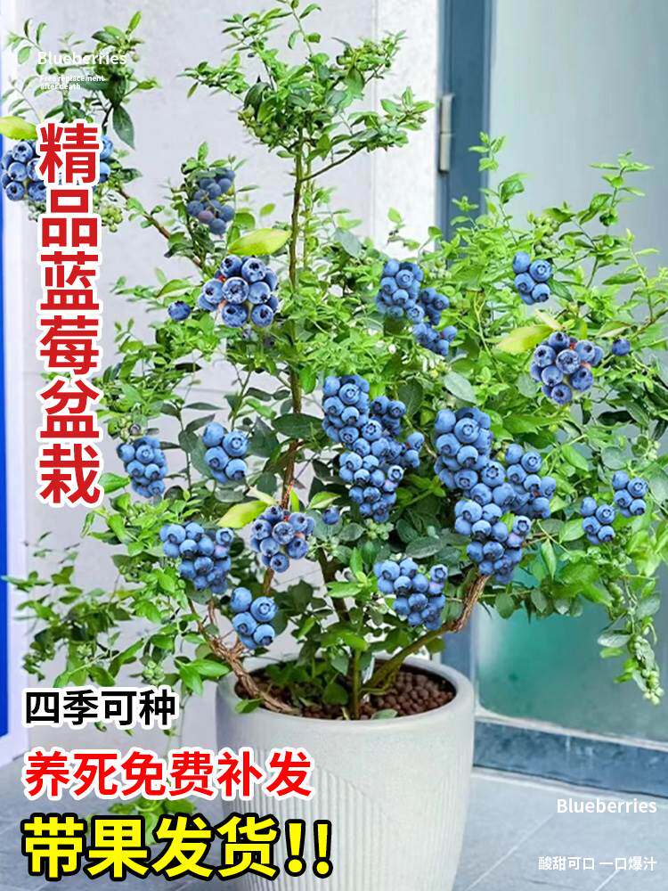 蓝莓树果苗盆栽树苗带大果草莓室内耐寒车厘子南北方种植四季结果