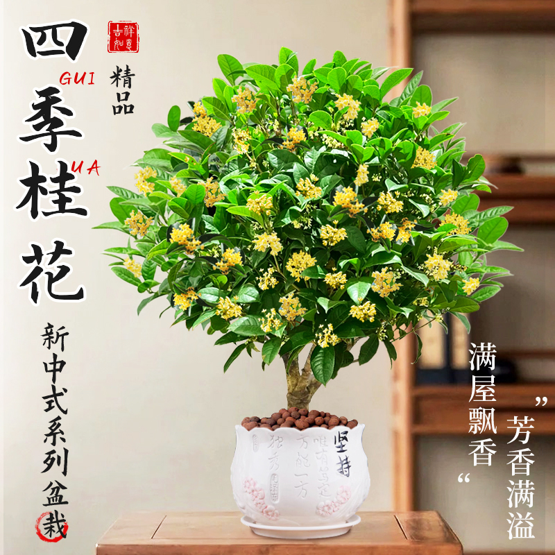 四季桂花盆栽树苗浓香型新中式盆景矮桩绿植桌面办公室内盆栽植物
