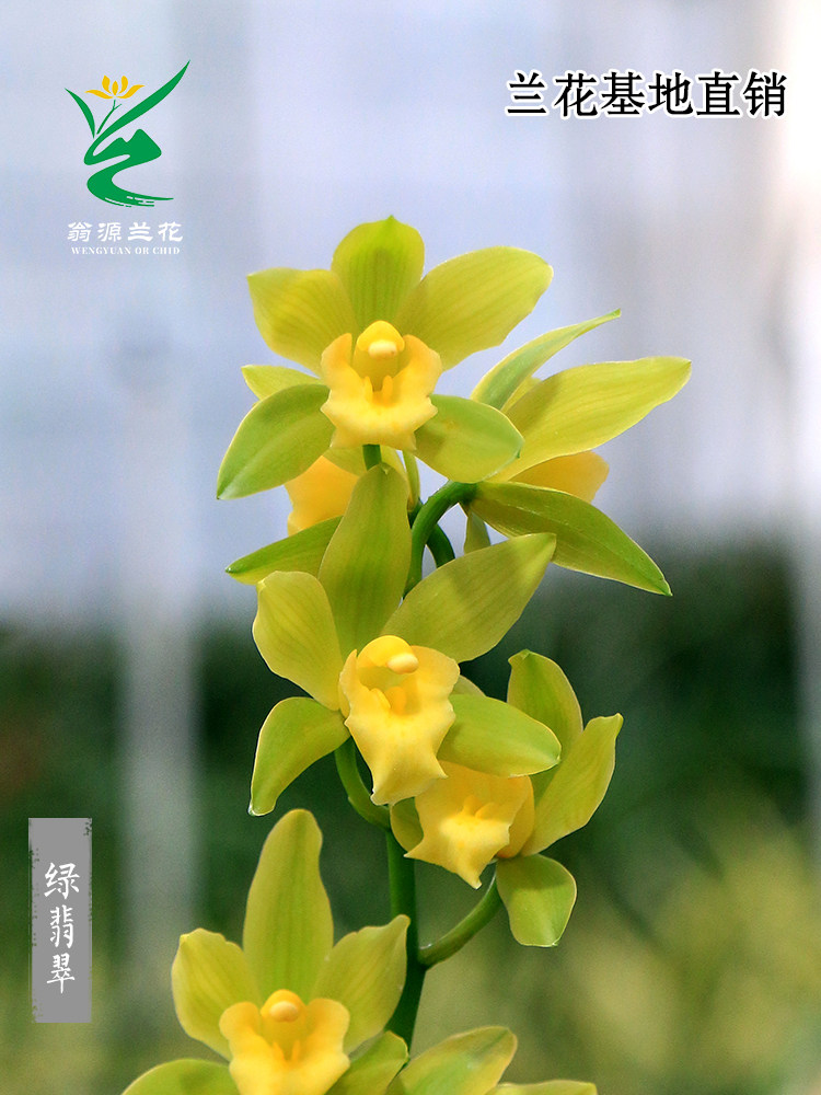 翁源兰花苗蕙兰草绿翡翠花大玉凤素带花好养室内阳台绿植花卉盆栽