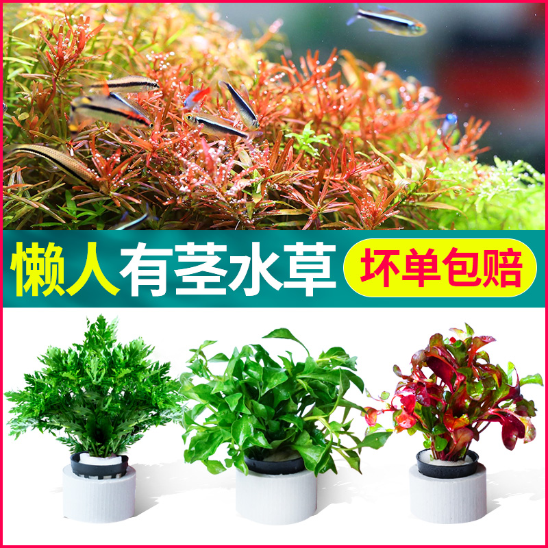 鱼缸水草植物造景真阴性