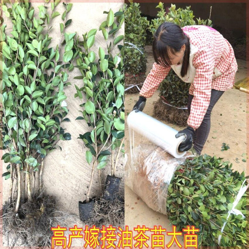 江西油茶苗山茶油油茶树苗杯苗营养袋带土高产嫁接南方种植茶油树