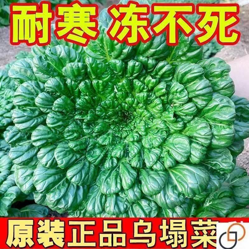 黄心乌塌菜种子黄金卷芯菜菊花心菜种四季播种黄金乌塔菜蔬菜种子