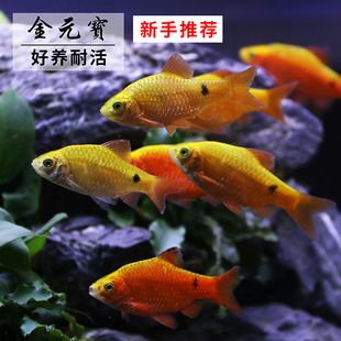 金光灯鱼金鱼灯金元宝小型鱼斑马鱼灯科鱼热带淡水鱼观赏鱼原生缸