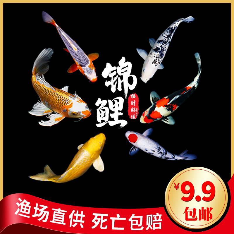 锦鲤活鱼冷水淡观赏金小
