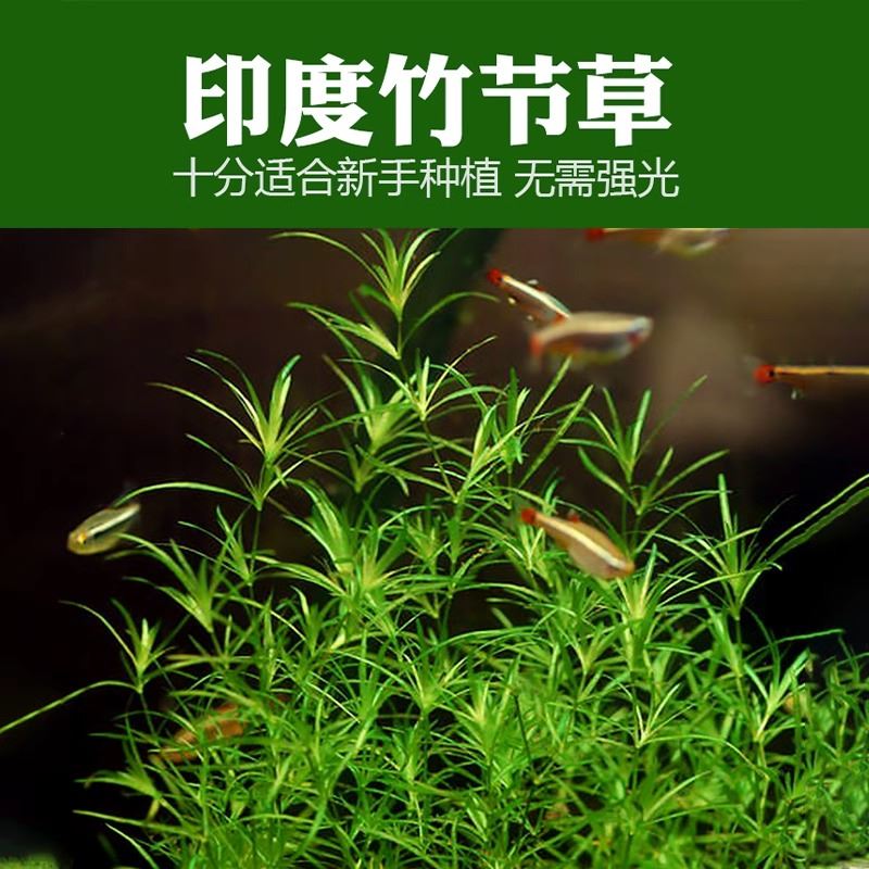 竹节草水草鱼缸印度带根蜈蚣草绿菊净化水培植物和鱼共养好养耐活
