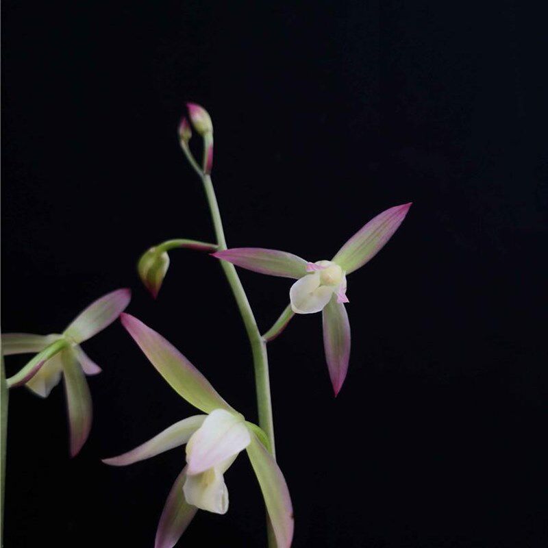 兰花苗建兰名品【荷塘月色】硬化一年半  白彩浓香花室内花卉绿植