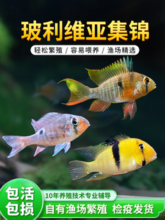 玻利维亚凤凰月亮宝石小型鲷科鱼草缸淡水钻石藩王短鲷红肚凤凰
