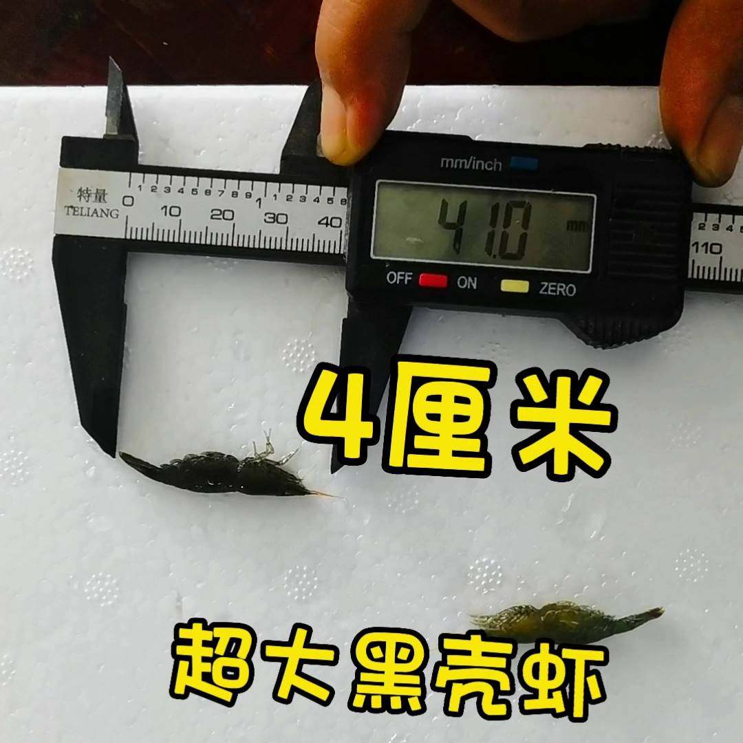 黑壳虾 水草除藻虾 顺丰包邮 黄金蚬 观赏虾 乌龟雷龙原生鱼饲料,农机/农具/农膜,灌溉工具,淘宝优惠券,粉丝福利购,淘宝优惠卷