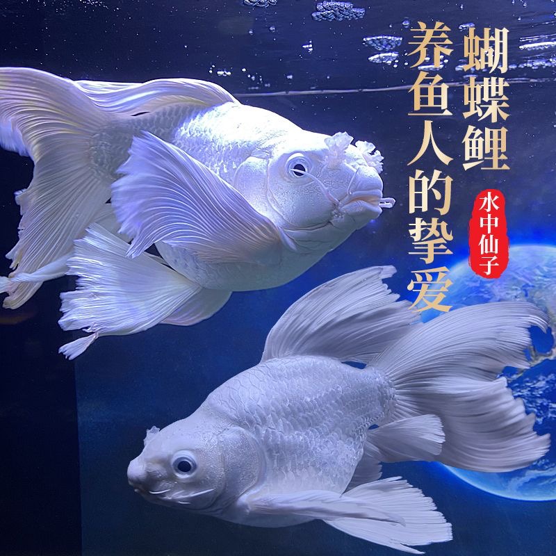 台湾蝴蝶锦鲤狮子头短身