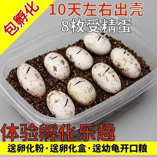 小乌龟蛋可孵化乌龟蛋套装中华草龟蛋可孵化墨龟蛋小宠物乌龟活物