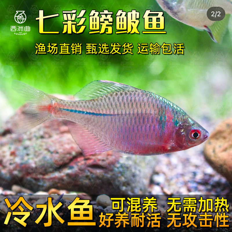 鳑鲏鱼观赏冷水原生活七