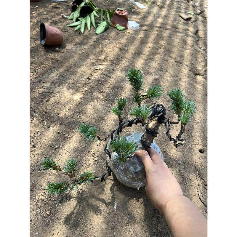 精品日本大阪松小苗五针松盆景树桩造型短针嫁接苗那须娘松树黑松