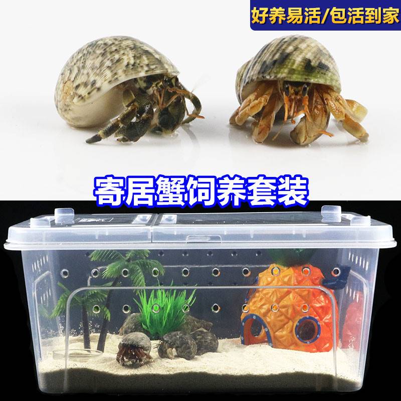 活体寄居蟹宠物饲养箱套