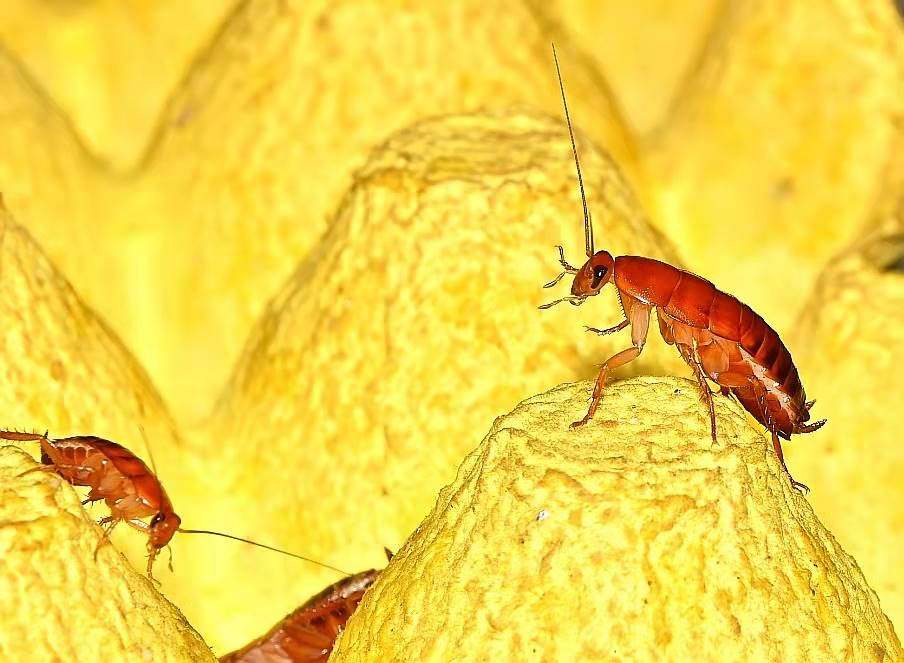 樱桃红蟑螂蜘蛛钓鱼饵料蚂蚁蝎子螳螂捕鸟守宫活体饲料送饲料镊子,农用物资,苗木固定器/支撑器,淘宝优惠券,粉丝福利购,淘宝优惠卷