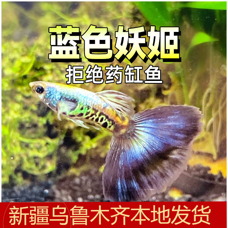 蓝色妖姬银河蓝尾孔雀鱼精品大尾巴水草缸怀孕母鱼临产热带纯种鱼