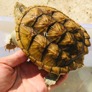 大鳄龟苗活体鳄鱼龟纯佛佛鳄刺鳄钓鱼龟乌龟食用鳄龟观赏特价出售