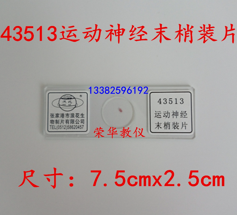 43513运动神经末梢装片 生物切片 张家港浪花牌 装片涂片教学仪器