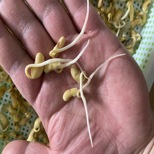 2023年3斤陕北山地老品种小黄豆豆芽老品种花斑肾形黄豆老黄豆