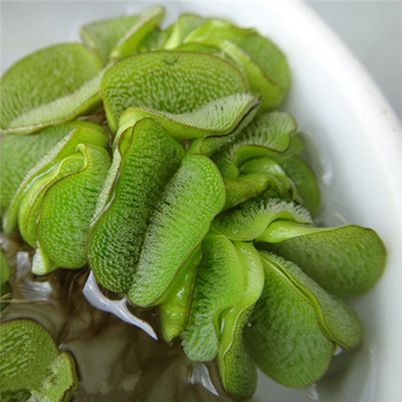 槐叶萍迷你细叶兔耳萍水草浮萍水生水培植物观造景净化水质鱼缸