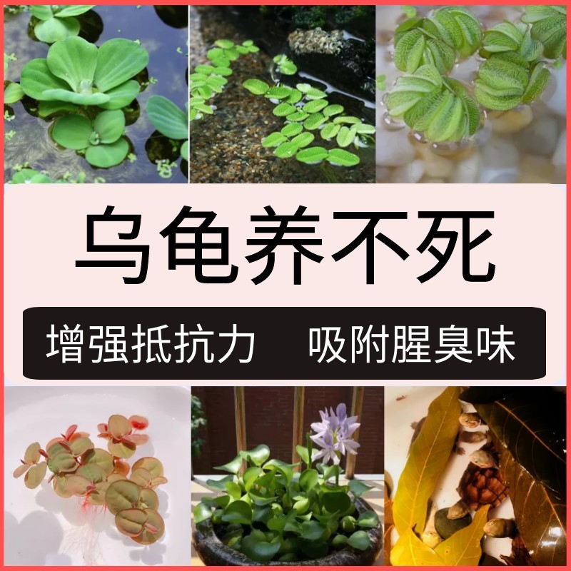 乌龟专用缸生态造景水草