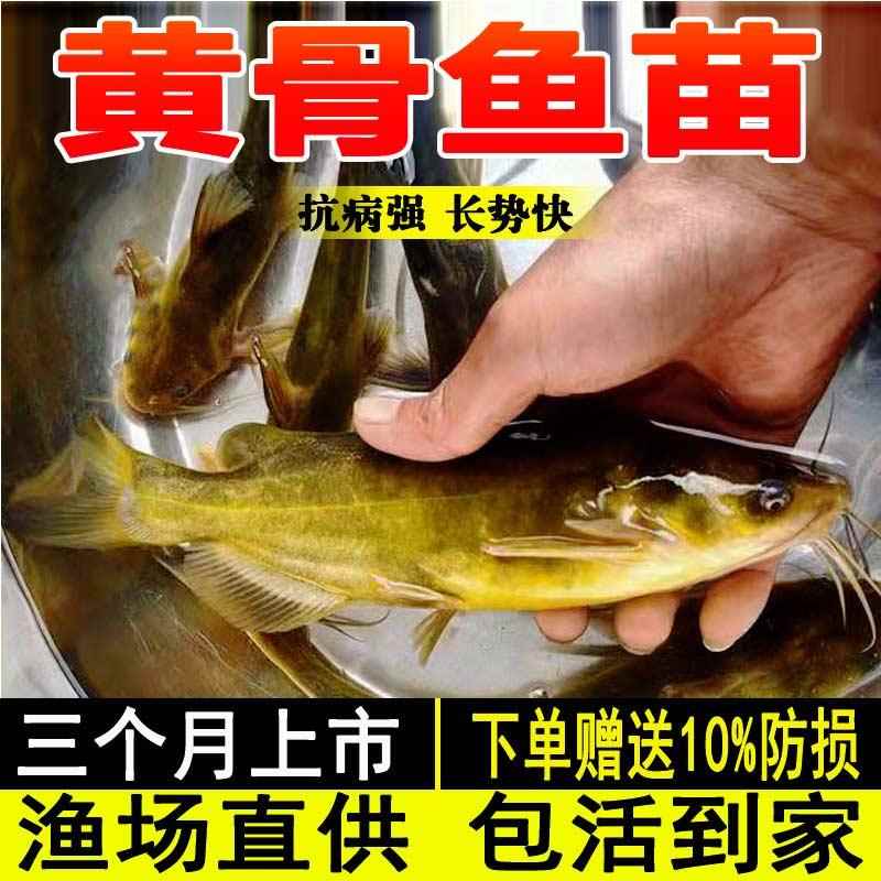 黄骨鱼苗淡水养殖食用活鱼黄辣丁昂刺鱼苗冷水观赏牛尾巴黄颡鱼苗