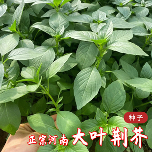 河南大叶荆芥菜种籽子四季盆栽荆棘种子荆芥籽种特色野菜蔬菜种孑