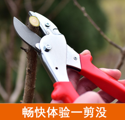 立锦直头稀果剪葡萄采柑