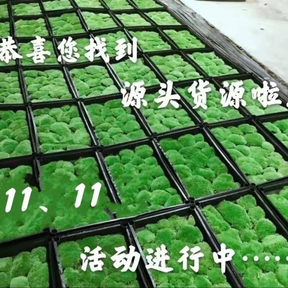 白发藓短绒藓星星藓假山苔藓鲜活苔藓青苔 盆景铺面 朵朵藓微景观