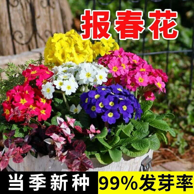 报春花种子四季多年生七重楼樱草花种子庭院室内外耐寒盆栽花种籽图片