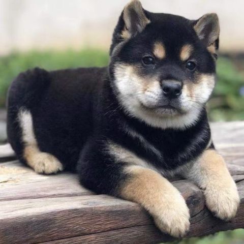 四眼铁包金幼崽看家护院活体银中华田园犬宠物狗便宜短毛农村好养