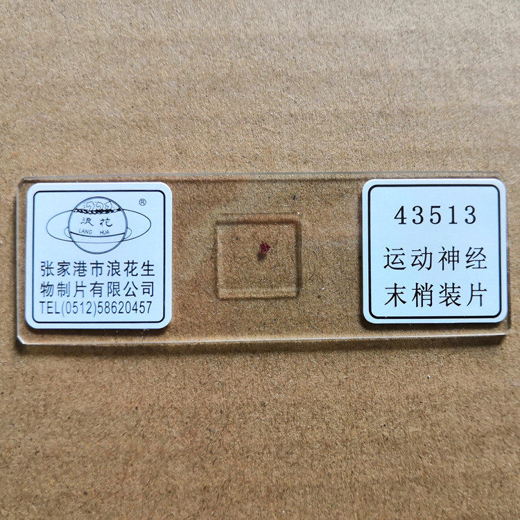 浪花牌切片 43513运动神经末梢永久装片生物显微镜玻片涂片
