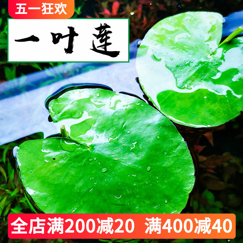 一叶莲 水培植物带花苞迷你小叶睡莲鱼缸浮萍四季微景观好养水草