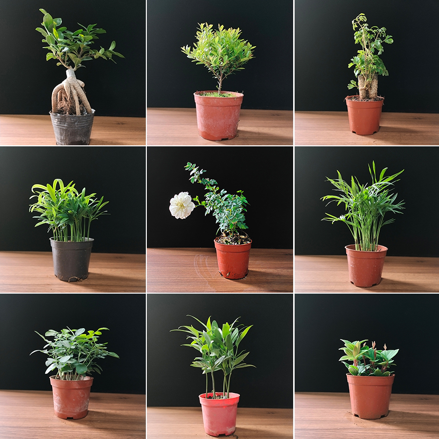 桌面微景观盆栽植物水陆