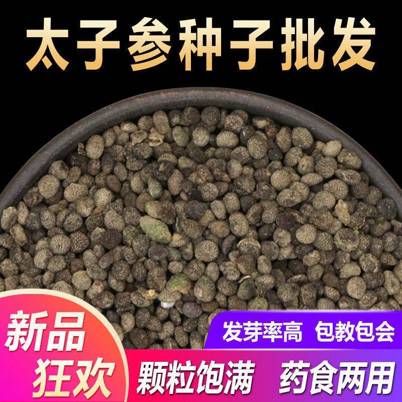 药材太子参种子2021年新四叶参种籽孩儿童参四季播种阳台盆栽