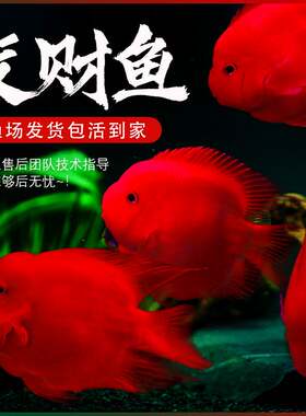 红鹦鹉鱼活热带观赏发财