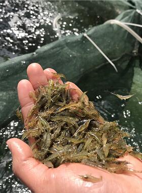 黑壳虾除藻淡水活体宠物水草虾清洁饲料工具鱼缸小草缸造景观赏虾