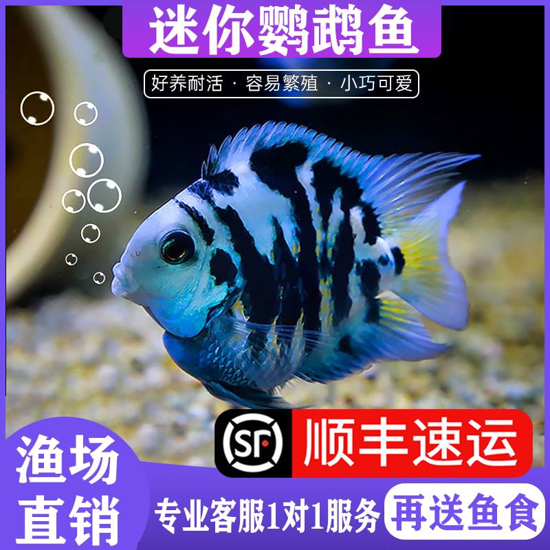 迷你鹦鹉鱼小型淡水好养