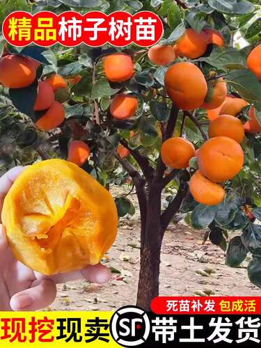 嫁接脆甜柿子树果苗盆栽地栽南北方种植特大庭院果树火晶柿子苗树