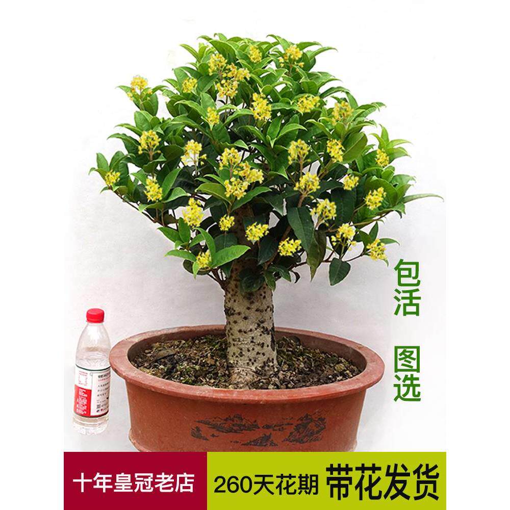 7～8年天香台阁 矮株桂花树小盆栽四季月月开黄金桂浓香型