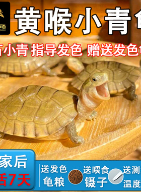 超旺养龟小青龟黄喉拟水龟三黄皖南北石北种石金钱龟蛋小乌龟活物