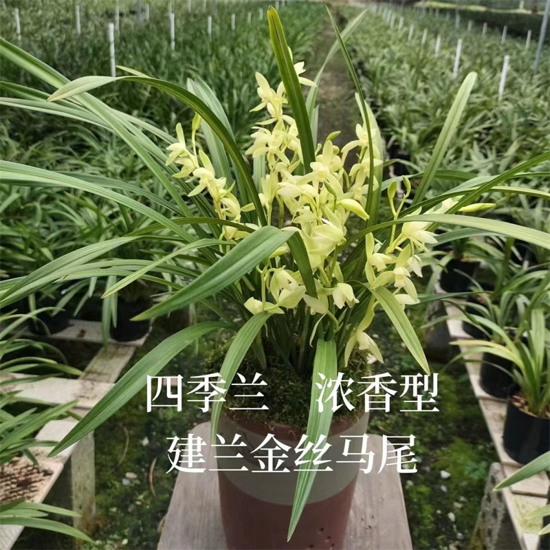 建兰四季兰小桃红兰花苗带花苞浓香型花卉金丝马尾玉女素室内盆栽