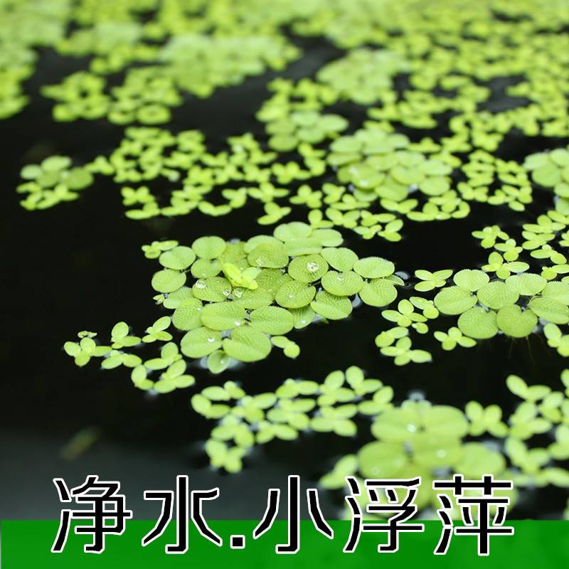 养鱼龟小叶萍芝麻浮净化